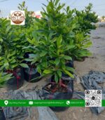Cây Thần Kỳ - Cửa Hàng Cây Giống Chợ Lách 1