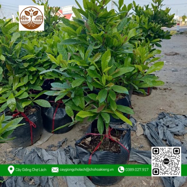 Cây Thần Kỳ - Cửa Hàng Cây Giống Chợ Lách 1