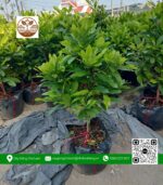 Cây Thần Kỳ - Cửa Hàng Cây Giống Chợ Lách