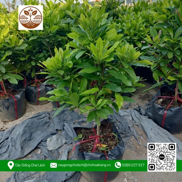 Cây Thần Kỳ - Cửa Hàng Cây Giống Chợ Lách