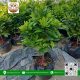 Cây Thần Kỳ - Cửa Hàng Cây Giống Chợ Lách