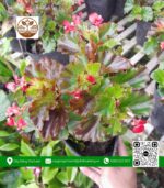 Cây Thu Hải Đường - Cửa Hàng Cây Giống Chợ Lách 1