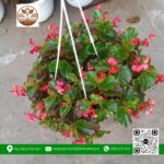 Cây Thu Hải Đường - Cửa Hàng Cây Giống Chợ Lách