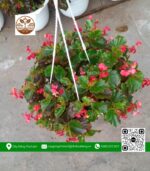 Cây Thu Hải Đường - Cửa Hàng Cây Giống Chợ Lách