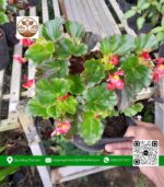 Cây Thu Hải Đường - Cửa Hàng Cây Giống Chợ Lách 2