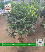 Cây Trà My (Cây Trà Tứ Quý) - Cửa Hàng Cây Giống Chợ Lách 1