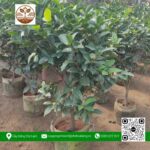 Cây Trà My (Cây Trà Tứ Quý) - Cửa Hàng Cây Giống Chợ Lách