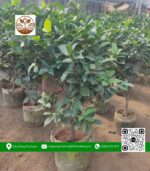 Cây Trà My (Cây Trà Tứ Quý) - Cửa Hàng Cây Giống Chợ Lách