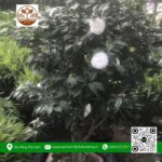 Cây Trà My Trắng - Cửa Hàng Cây Giống Chợ Lách