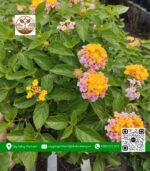 Cây Trâm Ổi (Hoa Ngũ Sắc) - Cửa Hàng Cây Giống Chợ Lách 1