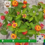 Cây Trâm Ổi (Hoa Ngũ Sắc) - Cửa Hàng Cây Giống Chợ Lách