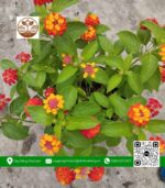 Cây Trâm Ổi (Hoa Ngũ Sắc) - Cửa Hàng Cây Giống Chợ Lách