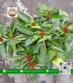 Cây Trang Mỹ Đỏ - Cửa Hàng Cây Giống Chợ Lách 1