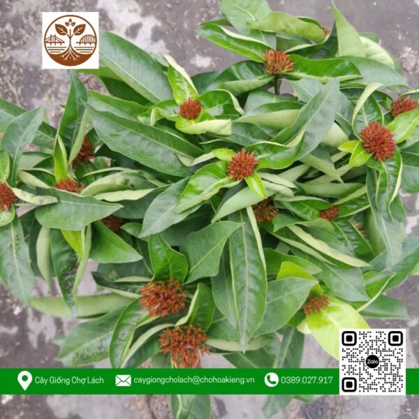 Cây Trang Mỹ Đỏ - Cửa Hàng Cây Giống Chợ Lách 1