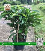 Cây Trang Mỹ Đỏ - Cửa Hàng Cây Giống Chợ Lách