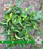 Cây Trang Mỹ Đỏ - Cửa Hàng Cây Giống Chợ Lách 2