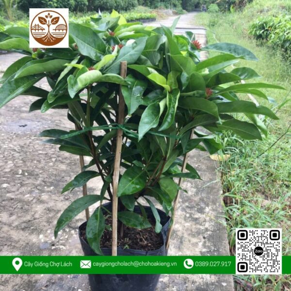 Cây Trang Mỹ Đỏ - Cửa Hàng Cây Giống Chợ Lách