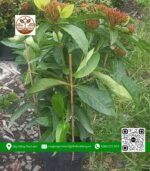 Cây Trang Mỹ Hồng - Cửa Hàng Cây Giống Chợ Lách 3