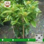 Cây Trang Mỹ Hồng - Cửa Hàng Cây Giống Chợ Lách 2