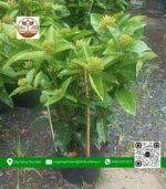 Cây Trang Mỹ Hồng - Cửa Hàng Cây Giống Chợ Lách 2