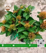 Cây Trang Mỹ Hồng - Cửa Hàng Cây Giống Chợ Lách