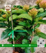 Cây Trang Mỹ Hồng - Cửa Hàng Cây Giống Chợ Lách 1