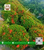 Cây Trang Thái Đỏ Loại Lớn - Cửa Hàng Cây Giống Chợ Lách 1