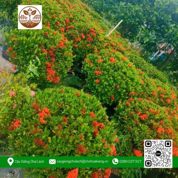 Cây Trang Thái Đỏ Loại Lớn - Cửa Hàng Cây Giống Chợ Lách 1