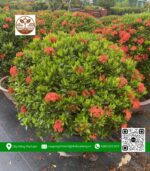 Cây Trang Thái Đỏ Loại Lớn - Cửa Hàng Cây Giống Chợ Lách