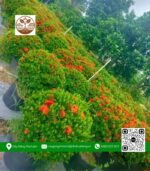 Cây Trang Thái Đỏ Loại Lớn - Cửa Hàng Cây Giống Chợ Lách 2