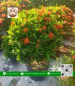 Cây Trang Thái Đỏ Loại Lớn - Cửa Hàng Cây Giống Chợ Lách 3