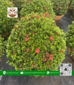 Cây Trang Thái Đỏ Loại Lớn - Cửa Hàng Cây Giống Chợ Lách 4