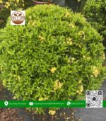 Cây Trang Thái Vàng Loại Lớn - Cửa Hàng Cây Giống Chợ Lách 1