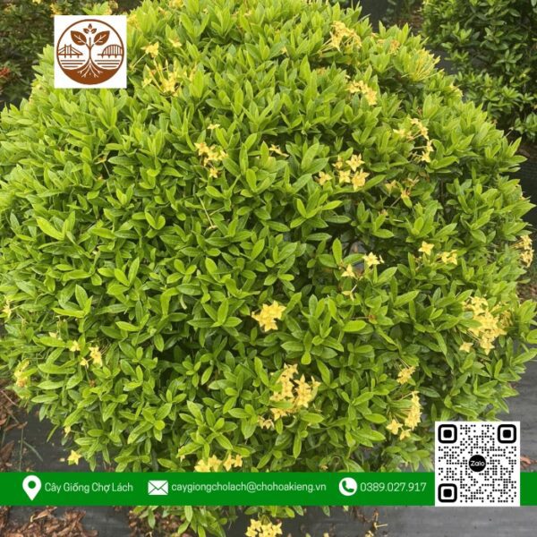 Cây Trang Thái Vàng Loại Lớn - Cửa Hàng Cây Giống Chợ Lách 1