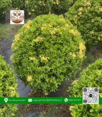Cây Trang Thái Vàng Loại Lớn - Cửa Hàng Cây Giống Chợ Lách