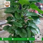 Cây Trầu Bà Cột - Cửa Hàng Cây Giống Chợ Lách