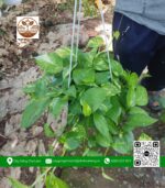 Cây Trầu Bà - Cửa Hàng Cây Giống Chợ Lách 1