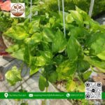 Cây Trầu Bà - Cửa Hàng Cây Giống Chợ Lách