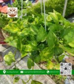 Cây Trầu Bà - Cửa Hàng Cây Giống Chợ Lách