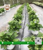 Cây Trầu Bà - Cửa Hàng Cây Giống Chợ Lách 2