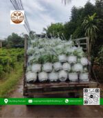 Cây Trầu Bà - Cửa Hàng Cây Giống Chợ Lách 3