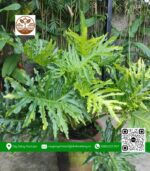 Cây Trầu Bà Thanh Xuân - Cửa Hàng Cây Giống Chợ Lách 1