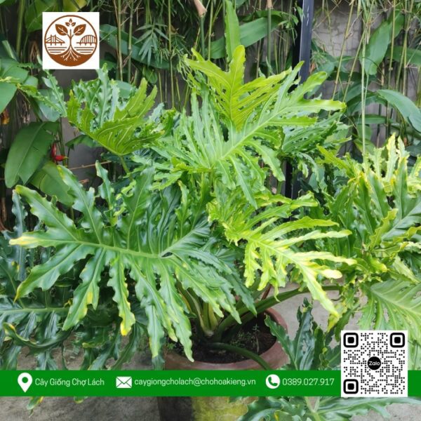 Cây Trầu Bà Thanh Xuân - Cửa Hàng Cây Giống Chợ Lách 1