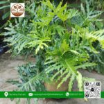 Cây Trầu Bà Thanh Xuân - Cửa Hàng Cây Giống Chợ Lách