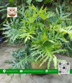 Cây Trầu Bà Thanh Xuân - Cửa Hàng Cây Giống Chợ Lách