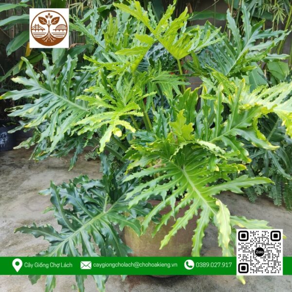 Cây Trầu Bà Thanh Xuân - Cửa Hàng Cây Giống Chợ Lách
