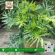 Cây Trầu Bà Thanh Xuân - Cửa Hàng Cây Giống Chợ Lách