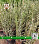 Cây Trúc Đùi Ếch - Cửa Hàng Cây Giống Chợ Lách 1