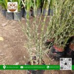 Cây Trúc Đùi Ếch - Cửa Hàng Cây Giống Chợ Lách