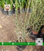 Cây Trúc Đùi Ếch - Cửa Hàng Cây Giống Chợ Lách